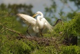 Favorites from the Audubon Swamp