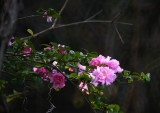 Tamron SP 8/500mm 55BB
