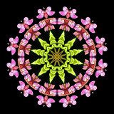 Kaleidoscope created with a wild flower in the forest seen in May