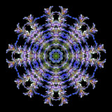 Kaleidoscope created with a wild flower in the forest seen in May