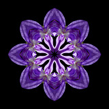 Kaleidoscope created with a wild flower seen in April