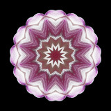 Kaleidoscope created with a wild flower seen in the forest in April