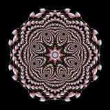 Evolved kaleidoscope created from the logarithmic spiral