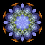 Kaleidoscopic creation with an early wild flower on the mountains