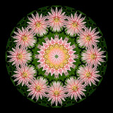 Kaleidoscopic picture created with a dahlia