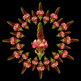  Kaleidoscope created with a wild flower seen in May