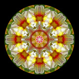 Kaleidoscopic creation done with a garden flower in June