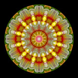 Kaleidoscopic creation done with a garden flower in June