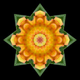 Kaleidoscopic creation with a rose