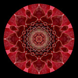 Kaleidoscope created with a flower seen in a parc in June