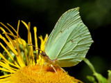 A butterfly on a flower in June