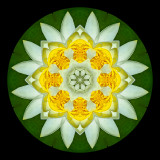 Kaleidoscopic creation done with a water lily seen in a parc in June