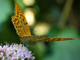 Butterfly seen in the forest one kilometer from where I live