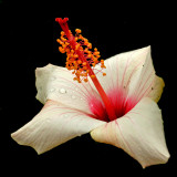 A nice hibiscus flower seen in Addis Ababa in 2016 - I used this flower to create kaleidoscopic pictures