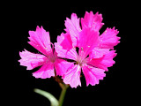 Wild flower seen at the end of summer in September