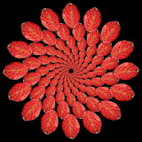 A logarithmic spiral kaleidoscope with 10 x 16 copies of the same red leaf.