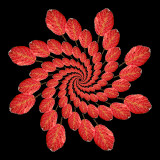 A logarithmic spiral kaleidoscope with 20 x 8 copies of the same red leaf.