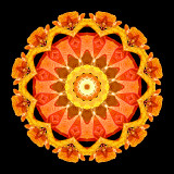 Kaleidoscope created from autumn leaves on a bush in October