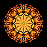 Kaleidoscope created from autumn leaves on a bush in October