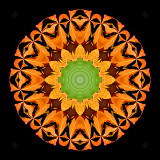 Kaleidoscope created from autumn leaves on a bush in October