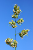 Blooming grass in October