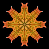 Kaleidoscopic picture created with an autumn leaf seen 13th October