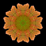 Kaleidoscopic picture created with an autumn leaf seen 13th October