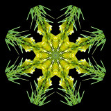 Kaleidoscope created with a wild flower seen on 13th October