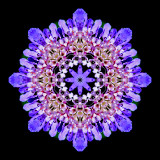 Kaleidoscope created with a blue wild flower seen on 13th October