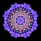 Kaleidoscope created with a blue wild flower seen on 13th October