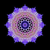 Kaleidoscope created with a blue wild flower seen on 13th October