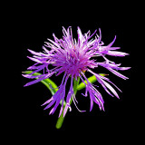 A wild flower seen in October - used to create kaleidoscopic pictures