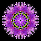 Kaleidoscope created with a wild flower seen in October