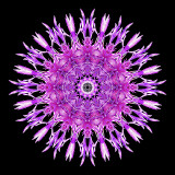 Kaleidoscope created with a wild flower seen in October