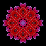 Evolved kaleidoscope created with red autumn leaves.