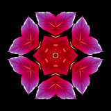 Evolved kaleidoscope created with red autumn leaves.