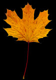 Autumn leaf in November