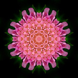 Kaleidoscope created with a wild flower captured in May 2003