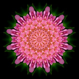 Kaleidoscope created with a wild flower captured in May 2003