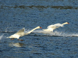 Willie Harvie<br>Walking on Water<br>CAPA Spring 2017 Wildlife<br>Points: 23.5