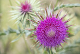 Rosemary Ratcliff<br>Milk Thistle<br>CAPA Spring 2017 Wildlife<br>Points: 18<br>*Botany Award*