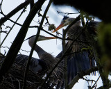 M.E.Rosen<br>Nesting Herons I