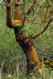 Willie Harvie<br> Arbutus tree