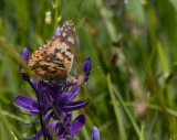 Carl Erland <br> Moth in the Camas Patch