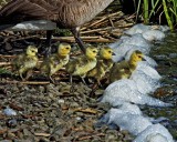 M.E.Rosen<br>Canada Geese Chicks Rolling Out