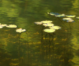 Willie Harvie<br>Floating lily pads