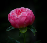 Racine Erland<br>Pink Peony Bloom