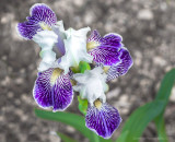 Zosia Miller<br>Purple White Iris