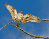 M.E.Rosen<br>Osprey Drying In The Sun