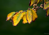 Dale Fenwick<br>Colours of Autumn